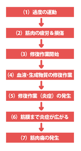 【2日目の筋肉痛の原因は?】「痛み」は健やかな日常生活を見直すサインだ