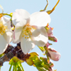 【2019年 桜の満開日は？】清澄庭園でのお花見〜今週末が予約の狙い目！