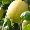【岩城島・青いレモン】伝説の味！愛媛県の離島でとれる国産レモン